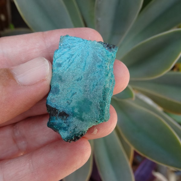 Gem silica Chrysocolla mineral specimen , Gems Silica Chrysocolla Slice rough, Inspiration Mine Arizona