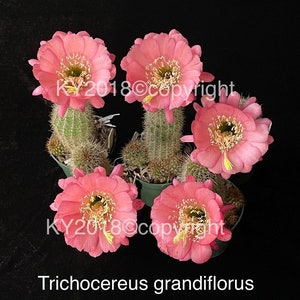 6.5&quot; pot---Trichocereus grandiflorus