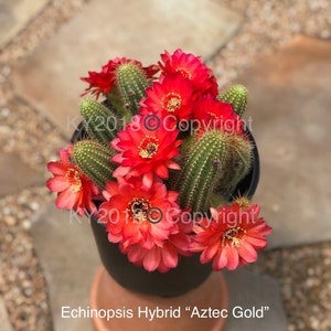 May include: A potted cactus plant with bright red flowers. The plant is labeled "Echinopsis Hybrid "Aztec Gold"".
