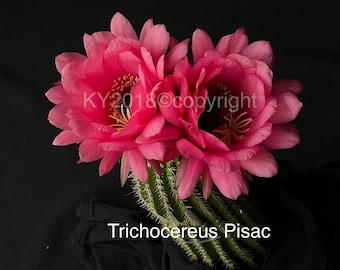 4" pot---Trichocereus Pisac