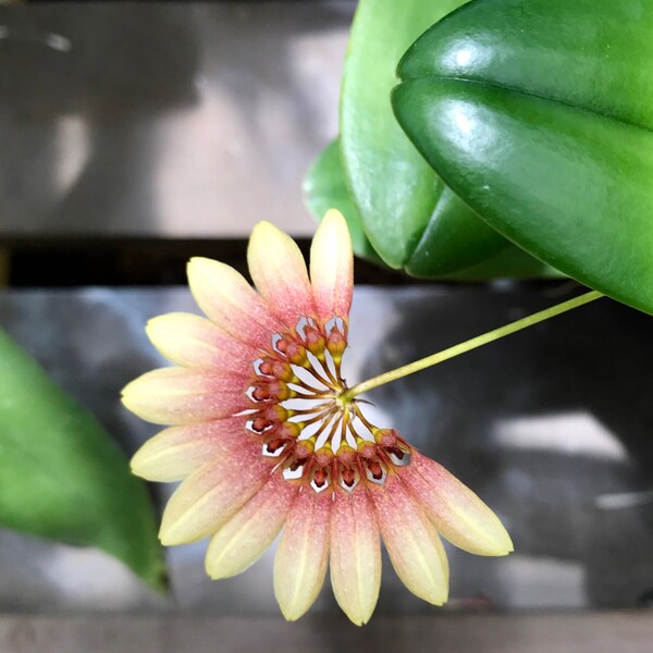 Bulbophyllum Daisy Chain/orquídea/división grande en maceta de 10 cm