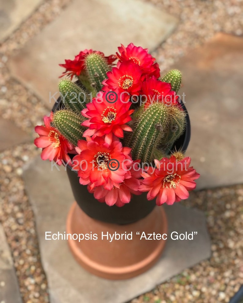 May include: A potted cactus plant with bright red flowers. The plant is labeled "Echinopsis Hybrid "Aztec Gold"".