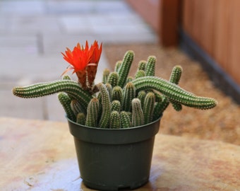 4" pot---Peanut Cactus/Echinopsis chamaecereus H. Friedrich & Glaetzle /Live plant