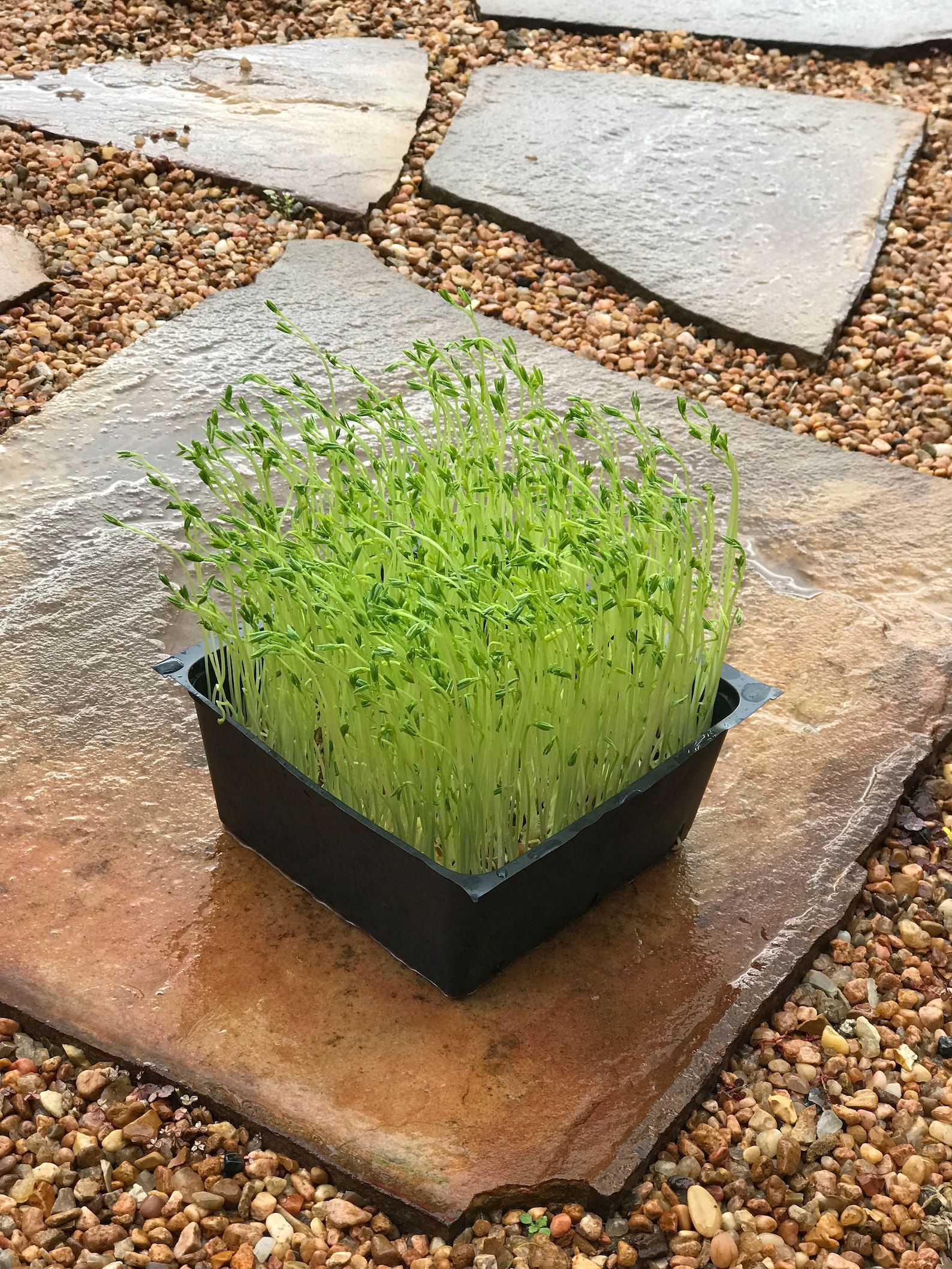 24x48 Microgreen Grow Mat Capillary Mat/watering Etsy