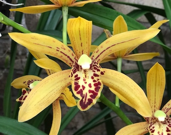 Cym. Chen's Ruby/warm growing cymbidium/large division in 4" deep pot x 30" tall