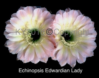 2.5" pot---Echinopsis hybrid 'Edwardian Lady'