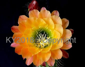 6" pot---Trichocereus 'Apricot Glow'/ plant will be shipped in bare roots