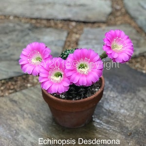 4&quot; pot---Echinopsis hybrid &#39;Desdemona&#39;