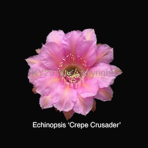 2.5&quot; pot---Echinopsis hybrid ‘Crepe Crusader’