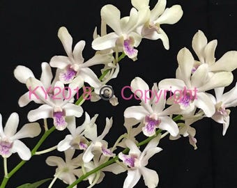 Dendrobium White/Cream color /near Blooming Size Plant--- in 3.5" pot