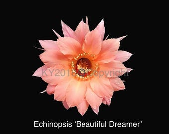 2.5" pot---Echinopsis hybrid 'Beautiful Dreamer'