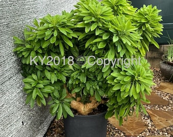 4" pot --- Euphorbia neriifolia 'Cristata'