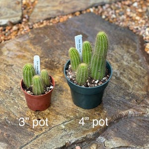 May include: Two potted cactus plants, one in a 3 inch pot and the other in a 4 inch pot. Both plants are labeled "Echi. Aztec Gold".