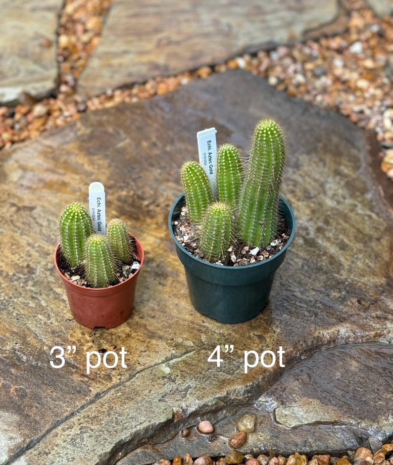 May include: Two potted cactus plants, one in a 3 inch pot and the other in a 4 inch pot. Both plants are labeled "Echi. Aztec Gold".