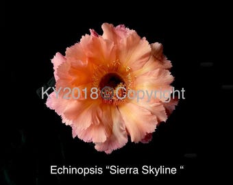 4" pot---Echinopsis hybrid 'Sierra Skyline ' /Flower Fragrant!!!/VERY LIMITED!!!