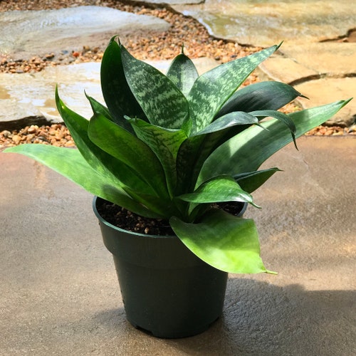 Sansevieria Trifasciata Hahnii Dwarf Snake Etsy Singapore