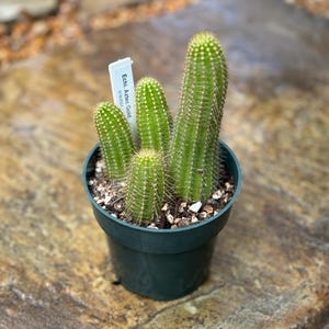 May include: A small green cactus plant with multiple stems in a black plastic pot. The plant has a label that reads "Echi. Aztec Gold" with the word "Aztec" underlined.