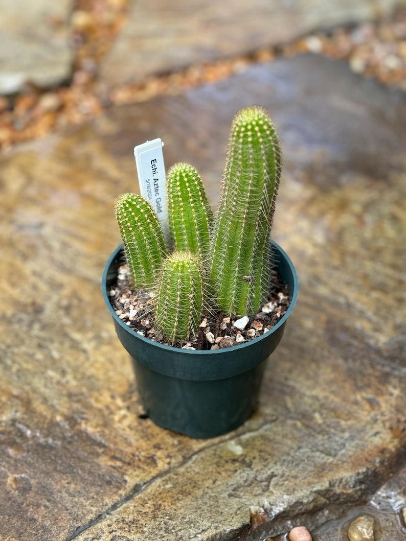 May include: A small green cactus plant with multiple stems in a black plastic pot. The plant has a label that reads "Echi. Aztec Gold" with the word "Aztec" underlined.