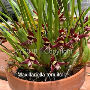 Maxillariella tenuifolia /Orquídea coco /Especie de orquídea /Planta en floración /División grande en maceta de 3.5"