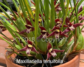 Maxillariella tenuifolia/orchidée noix de coco/espèces d'orchidées/plante de taille fleurie/grande division dans un pot de 3,5"