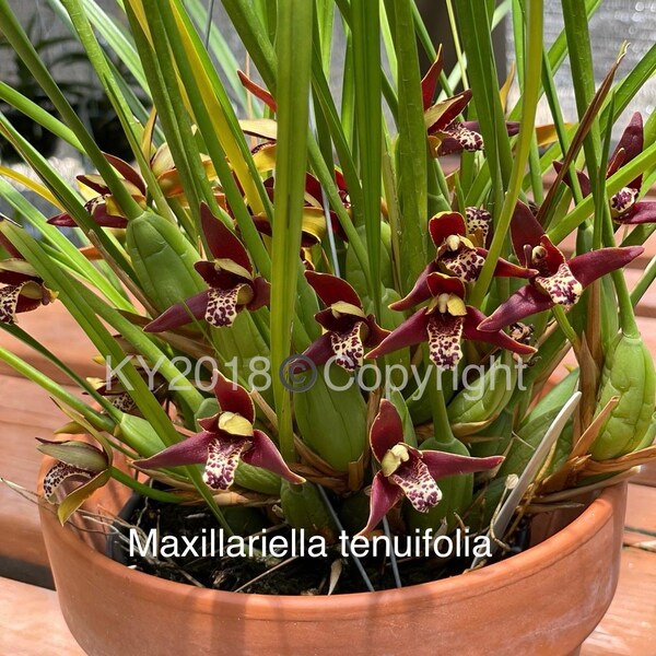 Maxillariella tenuifolia /Orquídea coco /Especie de orquídea /Planta en floración /División grande en maceta de 3.5"