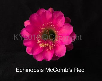 Maceta de 2,5" --- Híbrido de Echinopsis 'McComb's Red'