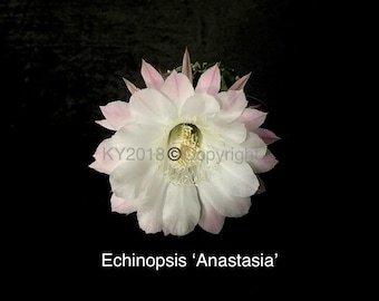 2.5" pot---Echinopsis hybrid ‘Anastasia’/ Flower mildly fragrant!