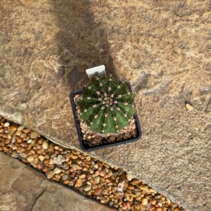 Puede incluir: Un peque&ntilde;o cactus verde oscuro en una maceta negra cuadrada. El cactus tiene un patr&oacute;n sim&eacute;trico y acanalado con espinas afiladas. La maceta se asienta sobre un lecho de peque&ntilde;os guijarros de color claro. El fondo es una piedra texturizada de color marr&oacute;n claro.