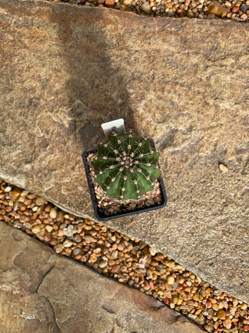 Puede incluir: Un peque&ntilde;o cactus verde oscuro en una maceta negra cuadrada. El cactus tiene un patr&oacute;n sim&eacute;trico y acanalado con espinas afiladas. La maceta se asienta sobre un lecho de peque&ntilde;os guijarros de color claro. El fondo es una piedra texturizada de color marr&oacute;n claro.