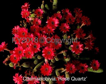 3" pot---Chamaelobivia ‘Rose Quartz’ /“Peanut Cactus”