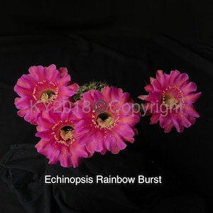 2.5&quot; pot---Echinobivia hybrid &#39;Rainbow Bursts&#39;