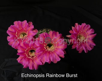 2.5" pot---Echinobivia hybrid 'Rainbow Bursts'