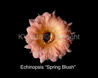 2.5" pot---Echinopsis hybrid 'Spring Blush '