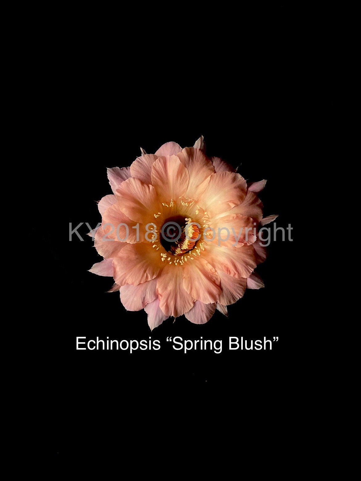 2 5 Pot echinopsis Hybrid spring Blush  Etsy 