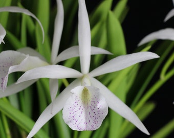 Brassocattleya [Bc.] Nanipuakea /orchid division in 3.5" pot