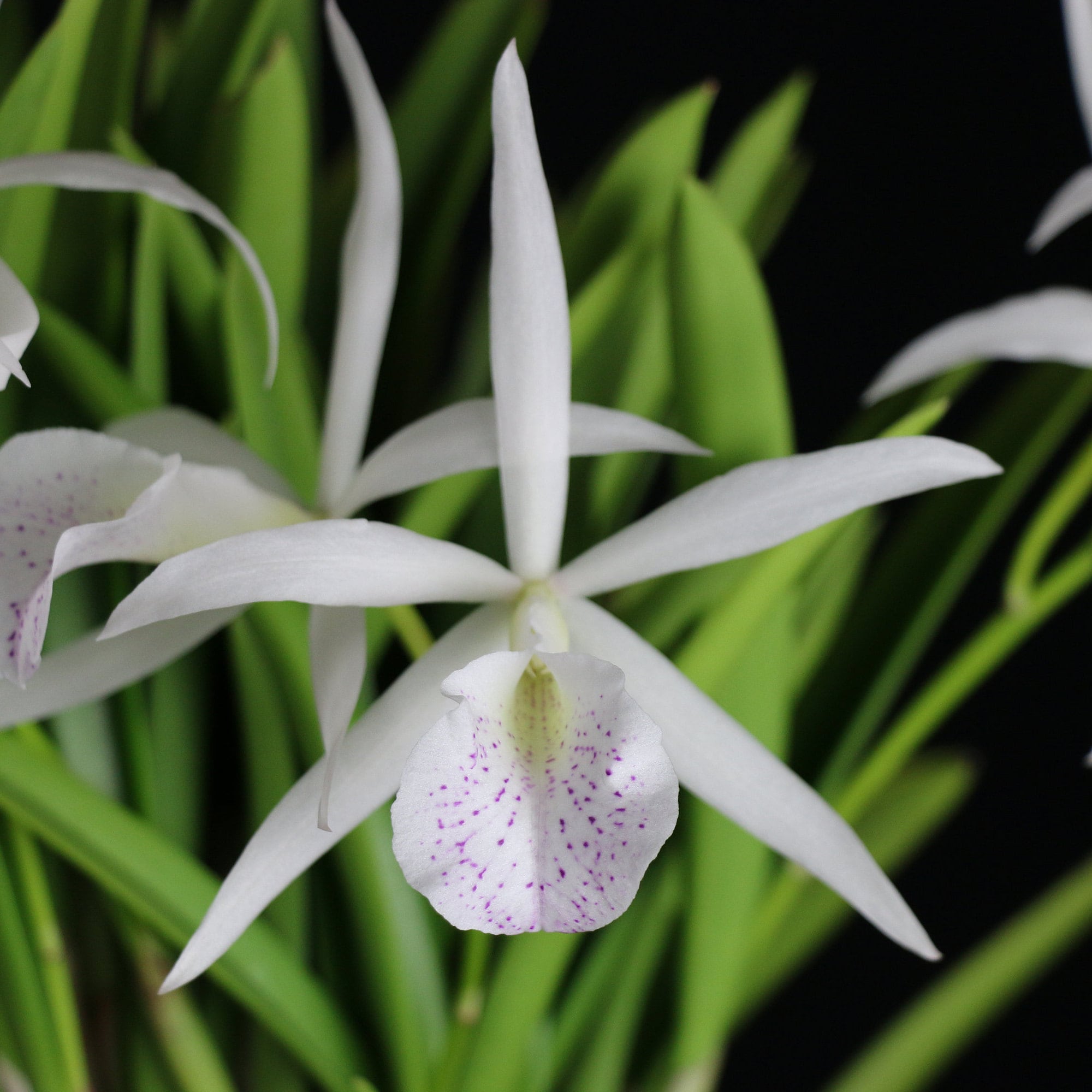 Brassocattleya [bc.] Nanipuakea /orchid Division in 3.5