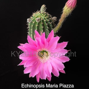2.5&quot; pot---Echinopsis hybrid &#39;Maria Piazza&#39;