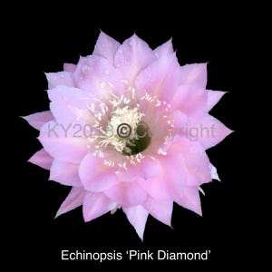 2.5&quot; pot---Echinopsis hybrid &#39;Pink Diamond&#39;/Flower fragrant!