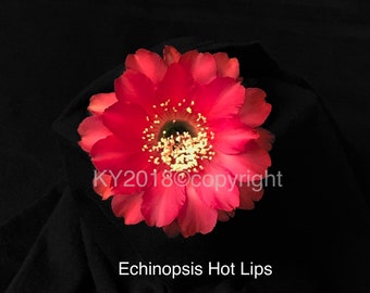 2.5" pot---Echinopsis hybrid 'Hot Lips'