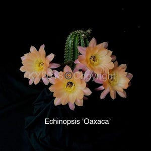 Puede incluir: Primer plano de un cactus Echinopsis 'Oaxaca' con varias flores color melocot&oacute;n con centros amarillos. Las flores tienen delicados bordes rosas. La imagen est&aacute; sobre un fondo negro. El texto "Echinopsis 'Oaxaca'" est&aacute; en la parte inferior.