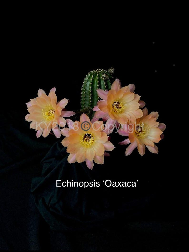 Puede incluir: Primer plano de un cactus Echinopsis 'Oaxaca' con varias flores color melocot&oacute;n con centros amarillos. Las flores tienen delicados bordes rosas. La imagen est&aacute; sobre un fondo negro. El texto "Echinopsis 'Oaxaca'" est&aacute; en la parte inferior.