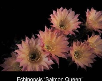 2.5" pot---Echinopsis hybrid 'Salmon Queen'