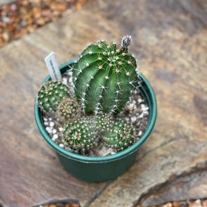 6.25&quot; pot---Echinopsis hybrid &#39;Maria Piazza&#39;