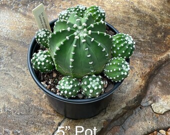 5" pot---Echinopsis subdenudata "VERY Fragrant!"