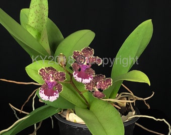 Trichocentrum Ollie Palmer/ Large orchid division plan in 4" pot x13" tall