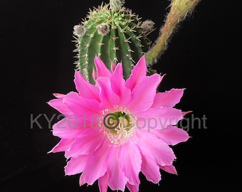 4" pot---Echinopsis hybrid 'Maria Piazza'