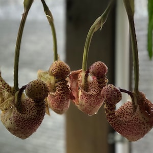 Crths. macrantha/Orchid species/Large division in 3.5&quot; pot