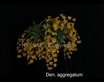 Dendrobium  aggregatum/Live orchid plant/Orchid species/Fragrant Orchid