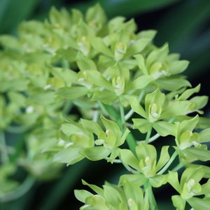 May include: Close-up of a cluster of light green orchids. The flowers have a delicate, layered petal structure and a small, white center. The background is a dark green, creating a contrast that highlights the vibrant color of the orchids. The image is well-lit and in focus.