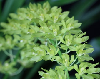 Grammatophyllum [Gram.] scriptum var. citrinum/Large division/Orchid species